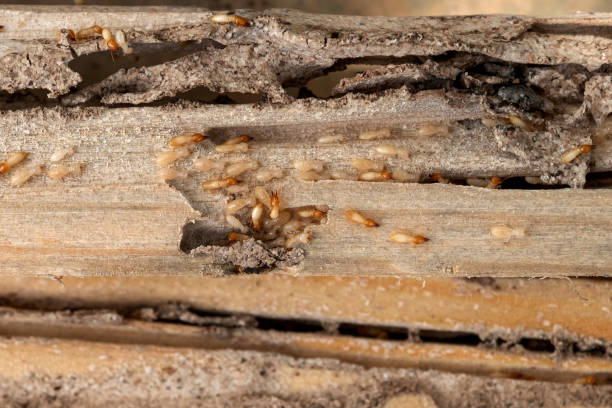 Best Termite Control Services  in Hermann, MO