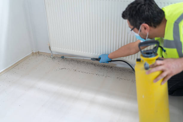 Best Termite Control Services  in Hermann, MO