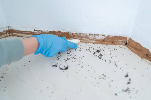Best Flea Control Services  in Hermann, MO